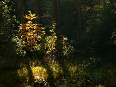 Colors of the Merced, Yosemite National Park, California, 2004