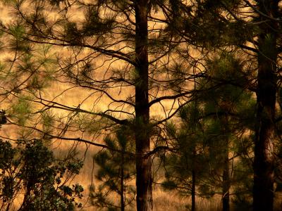 Morning Pines, Yosemite National Park, California, 2004
