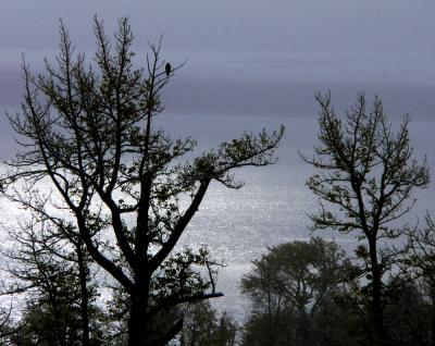 Hawk, Mono Lake, California, 2004