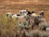 Guardian of the Flock, near Bishop, California, 2004