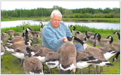 Ron and the Canadian Geese