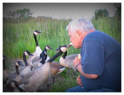 Feeding the Geese