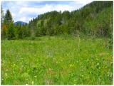 Meadow Flowers