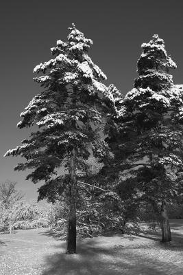 First Snow (Mono and Duotone)