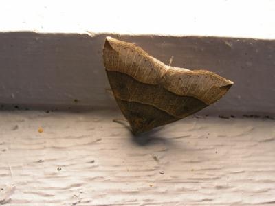 Maple Looper MothParallelia bistriaris
