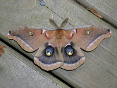 Antheraea polyphemus