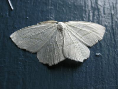 Pale Beauty Moth Campaea perlata