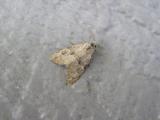Dotted Graylet Moth<BR><I>Hyperstrotia pervertens</I>