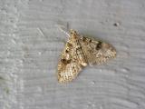 Splendid Palpita Moth<BR><I>Palpita magniferalis</I>