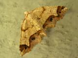 Dogwood Probole Moth<BR><I>Probole alienaria</I>