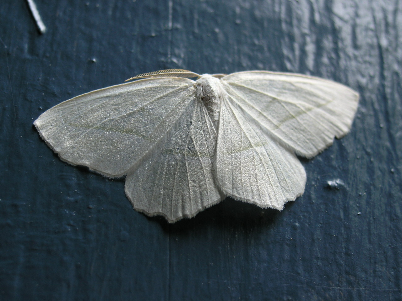 Pale Beauty Moth Campaea perlata