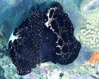 Egg Cowries Mating