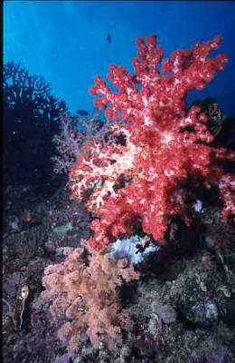 Bob Thomas Underwater Gallery