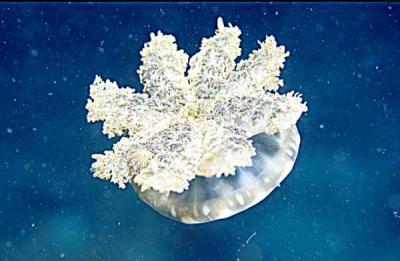 Upside down Jelly fish