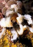 Sea Cucumber Feeding - Euapta godeffroyi