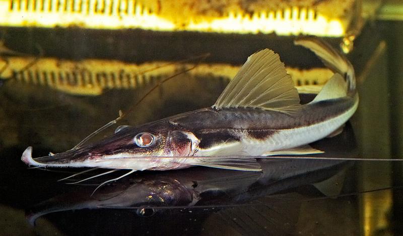 Platystomatichthys sturio