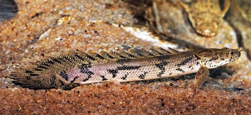 Polypterus endlicheri