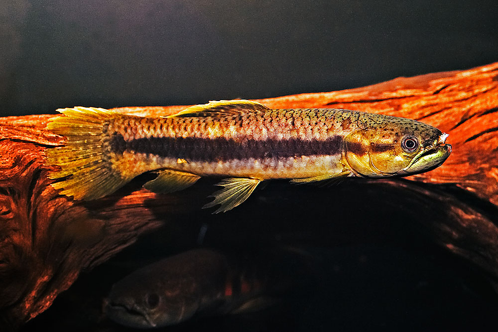 Erythrinus erythrinus