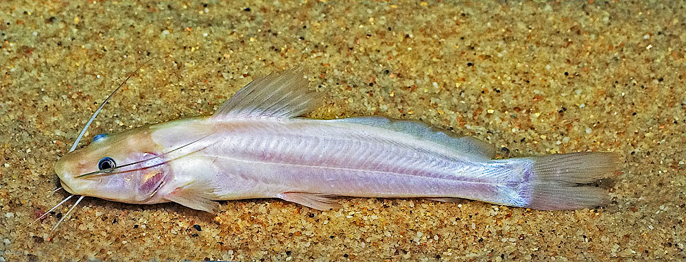 Leucistic Rhamdia