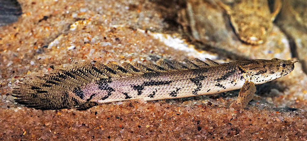 Polypterus endlicheri
