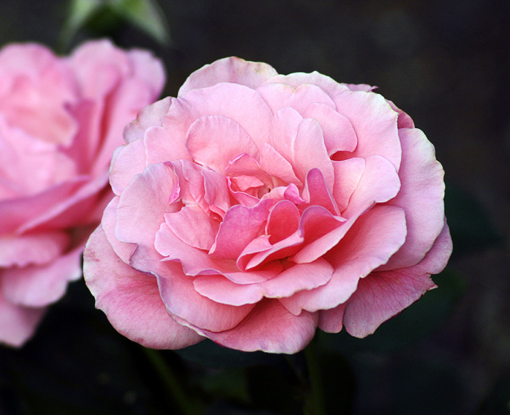 Pink Rose