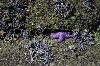 purple starfish.jpg