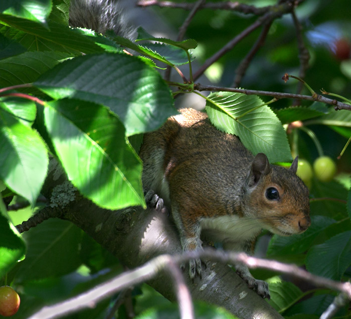 06-18-2004<br>Squirrel in the Cherry Tree