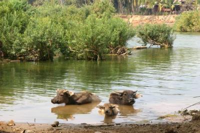 baignade en famille