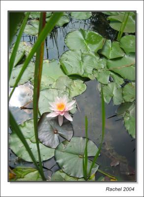 Montreal botanical garden