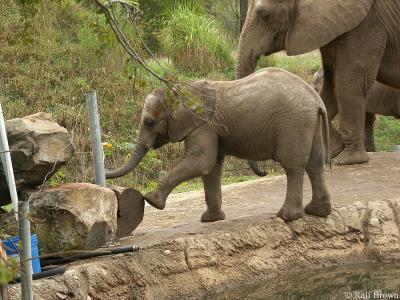 Playful Elephant Baby