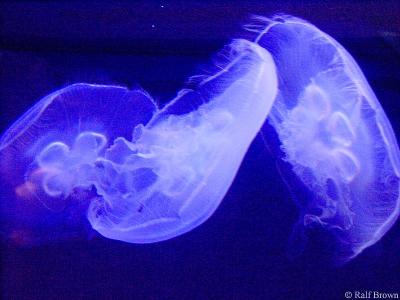 Jellyfish