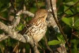 Brown Thrasher 2 , N. Kingston Jun -04