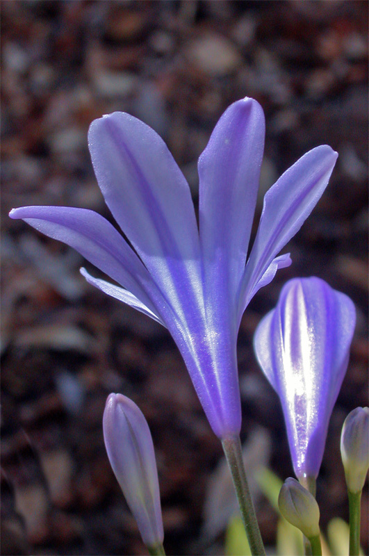 [June 30th] Just a flower