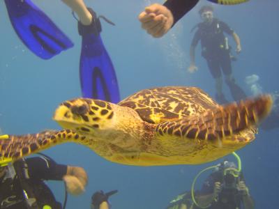 Graceful sea turtle among clumsy divers