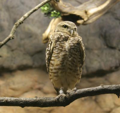 owl.jpg
