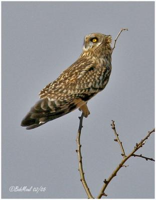 Short-eared Owl