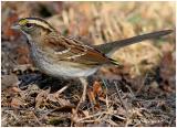 White Throated Sparrow-First Winter