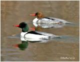 Common Merganser Pair-Breeding Plumage