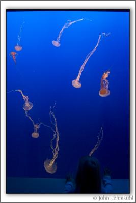 Monterey Aquarium (Hannah in photo)