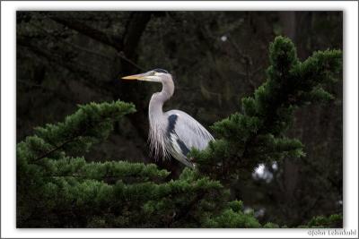 Point Lobos - Great Blue Heron