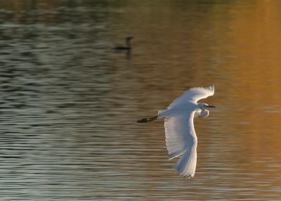 Egret fly by