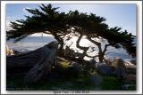 Ghost Tree on the 17 Mile Drive