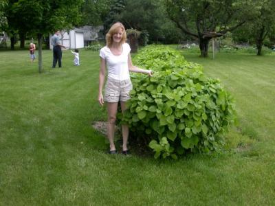 Diana with hydrangeas she cut earlier to the ground