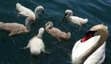 Swan and Goslings.jpg