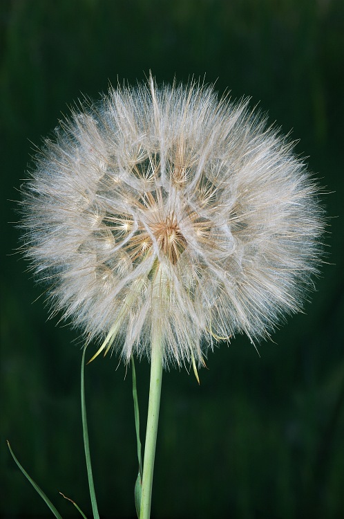 Dandelion Seed Head.jpg