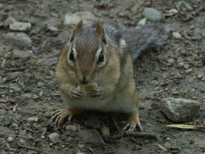 Shy woodland creature
