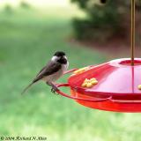 Carolina Chickadee