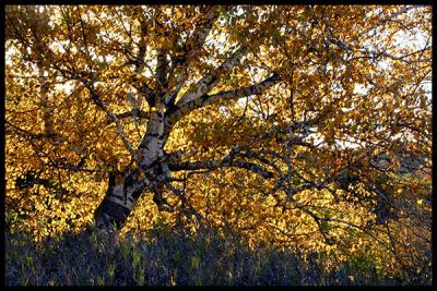 Autumn light #17