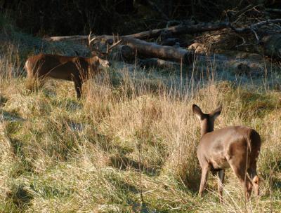 JPG CS Buck2 Doe DSC_6590.jpg