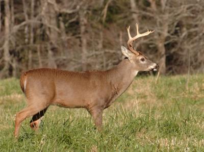 JPG CS Buck5 DSC_6740.jpg